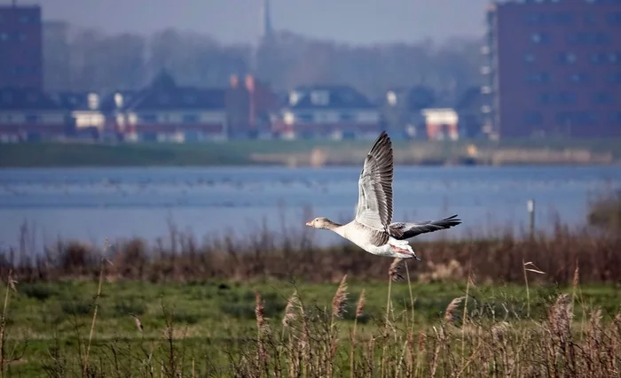 The goose is flying - My, The photo, Netherlands (Holland), Nature, Birds