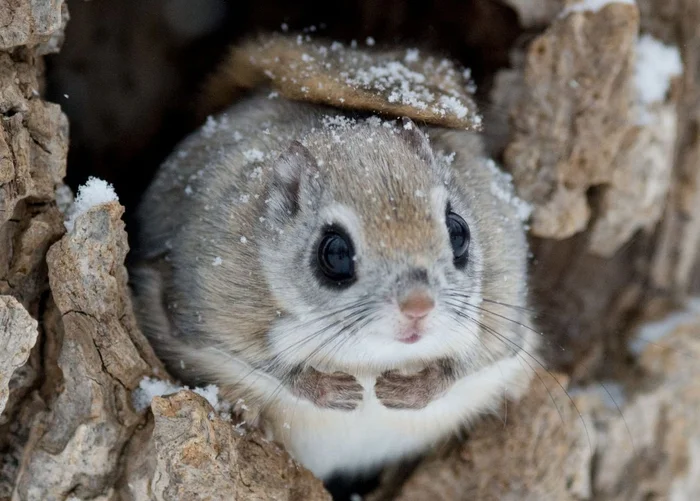 Ezo Momonga: Miracle from the Japanese hinterland. A squirrel that amazes with its cutest appearance and kindness - Squirrel, Japan, Wild animals, Animals, Yandex Zen, Yandex Zen (link), Longpost, Flying squirrel, Rodents, Endemic