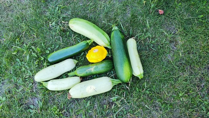 The first zucchini - Dacha, Garden, Summer, Garden, Gardening, Zucchini, The photo