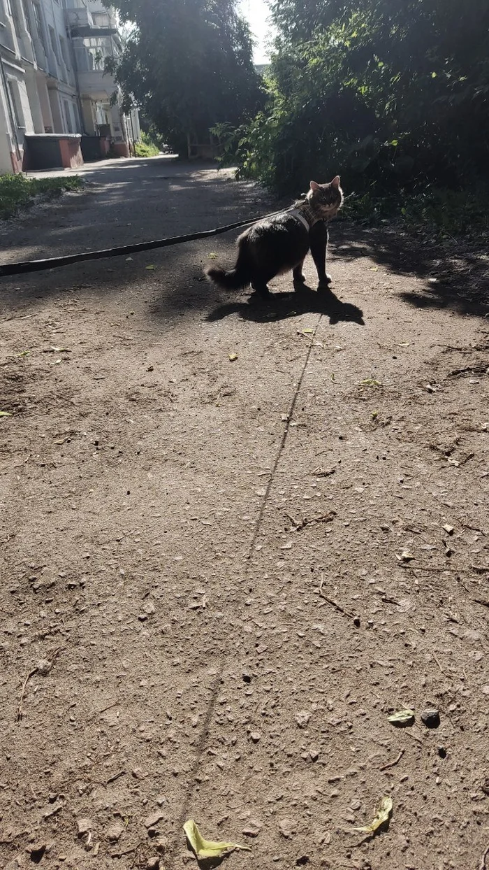 Grandfather is leading somewhere - My, cat, The photo, Mobile photography, Kittens, Pet the cat, Fluffy, Paws, Pets, The street, Fat cats