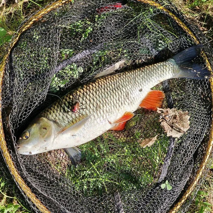 It's hot, brother Eldyrin, very hot... - My, Diary, Moscow, Hobby, Fishing, Russia, The photo, Nature, Good mood, Sakura, Moscow River, To be continued, River, Chub, Asp, Camping, Hunting, The nature of Russia, Longpost