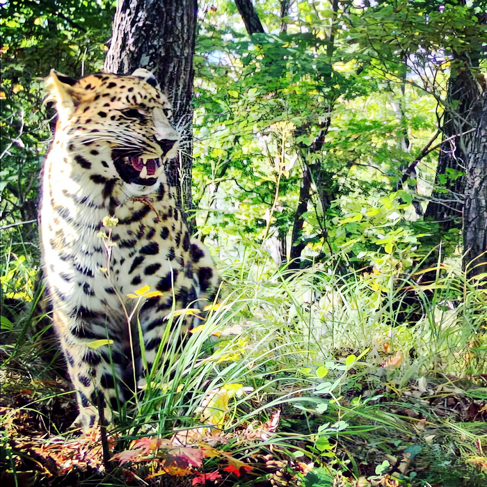 ��������������� �������