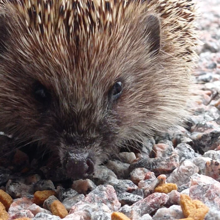 The hedgehog is not in the fog - Hedgehog, Animals