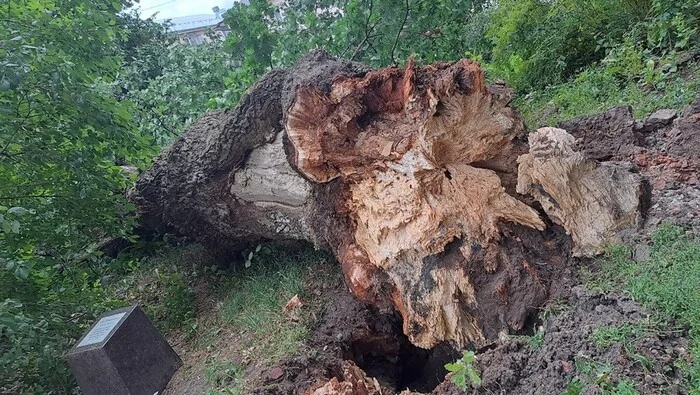 The old man was blown away by the wind - My, Oak, Wind, The fall