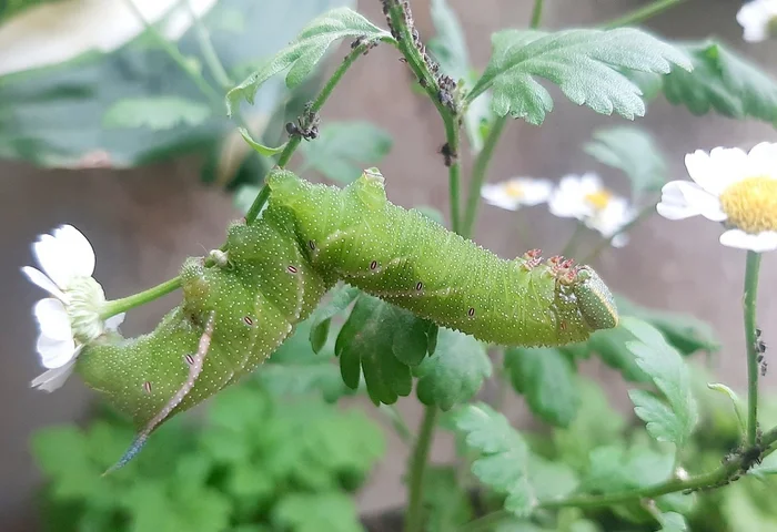 Nervous caterpillar - My, Russia, Caterpillar, Chamomile, Insects, Butterfly, Hawk, Summer