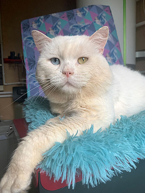 Decoration of any sofa, luxurious affectionate cat Orbit in good hands - My, Homeless animals, In good hands, Overexposure, cat, Is free, No rating, Moscow, Cat lovers, Longpost