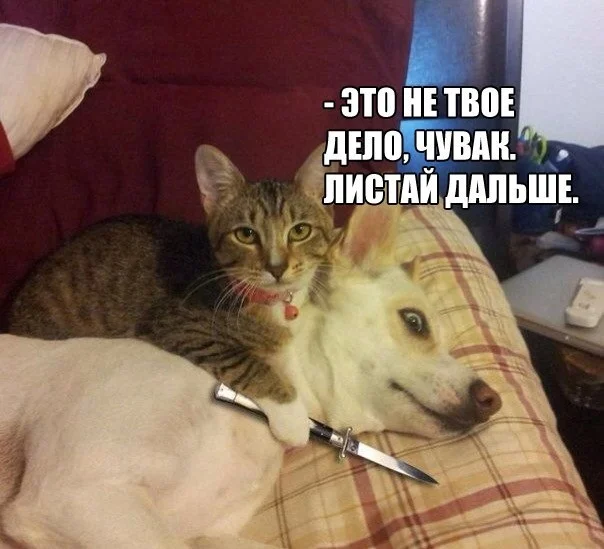 A little crime - Crime, Memes, Humor, Funny animals, Laughter (reaction), Animals, Funny, Cats and dogs together, Kus