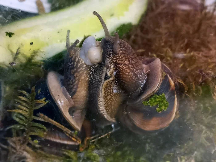 Everyday life of snails - My, Pets, Snail, Sex