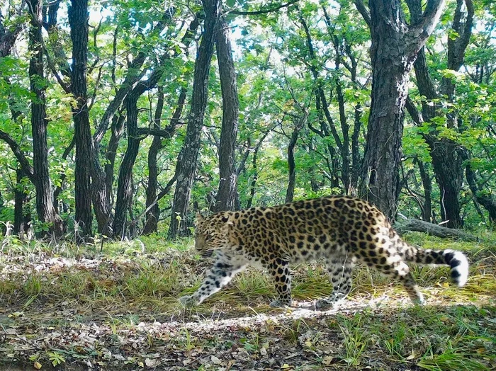 Forest beauty with a special tail - Far Eastern leopard, Tail, Peculiarities, Predatory animals, Big cats, National park, Land of the Leopard, Phototrap, Primorsky Krai, The photo, Cat family, Wild animals, Leopard, wildlife, Telegram (link), Longpost