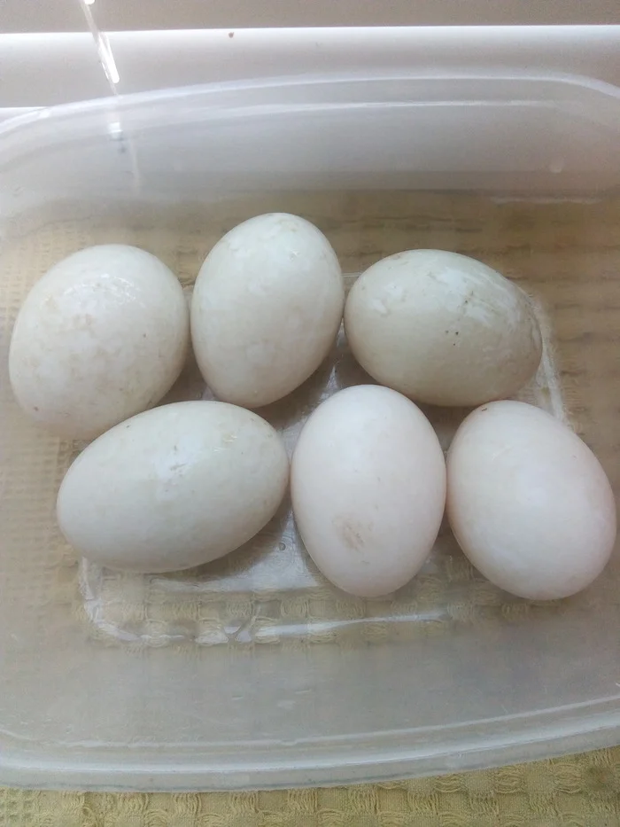 Indian Runner Eggs! - My, Village, Life stories, Сельское хозяйство, Duck, Hen, Eggs, Comparison, Productivity, Village, Food, Longpost