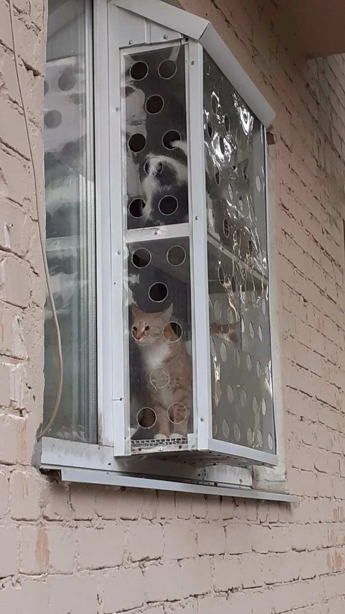 Koto-balcony - Humor, Images, Telegram (link), cat, Competition, Cat lovers, Longpost, My