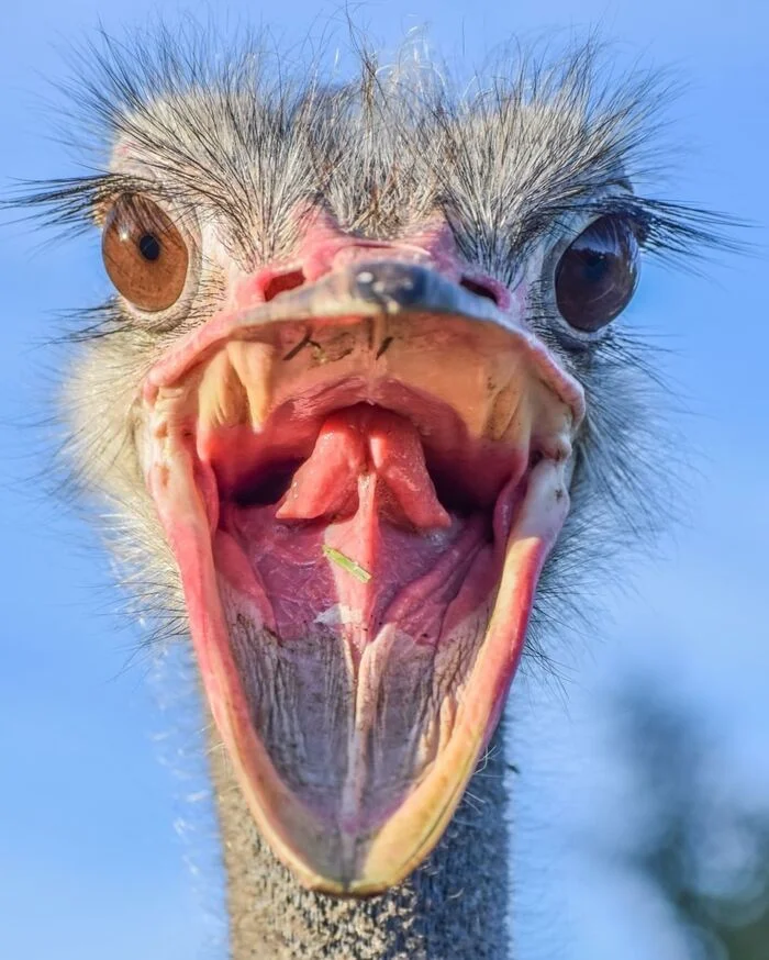 The food receiver is ready - Ostrich, Birds, Wild animals, Zoo, The photo