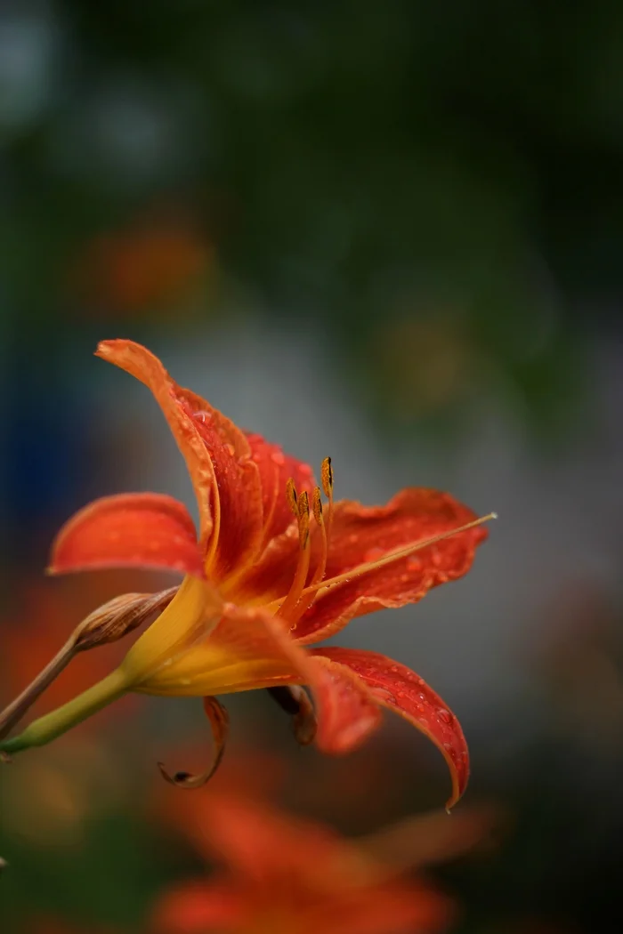 From orange to green in contrast - My, The photo, Nature, Flowers, Daylily, the Rose, Greenery, Drops, Canon, Helios-44, Longpost