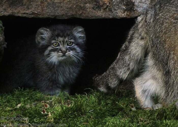 ������ ��������� ����