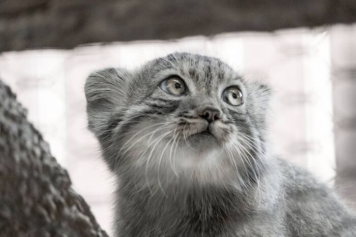 ���� ����