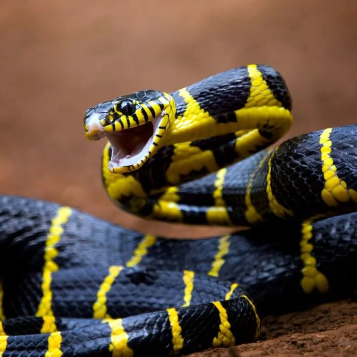 Mangrove snake - Boyga, Snake, Reptiles, Poisonous animals, Wild animals, wildlife, Indonesia, The photo