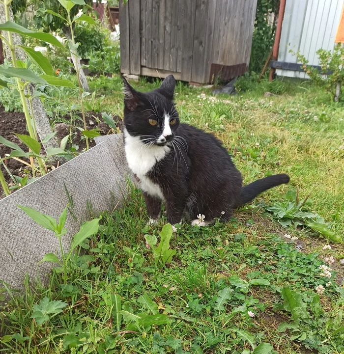 Unsuccessful pose - My, cat, The photo, Longpost