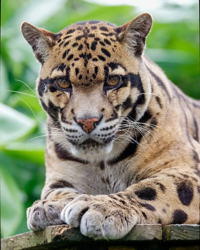 Why did you complain? - Clouded leopard, Big cats, Cat family, Predatory animals, Wild animals, Zoo, The photo