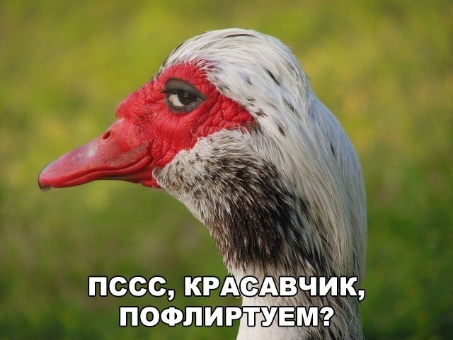 Sight - From the network, Picture with text, Humor, Birds, Sight, Гусь