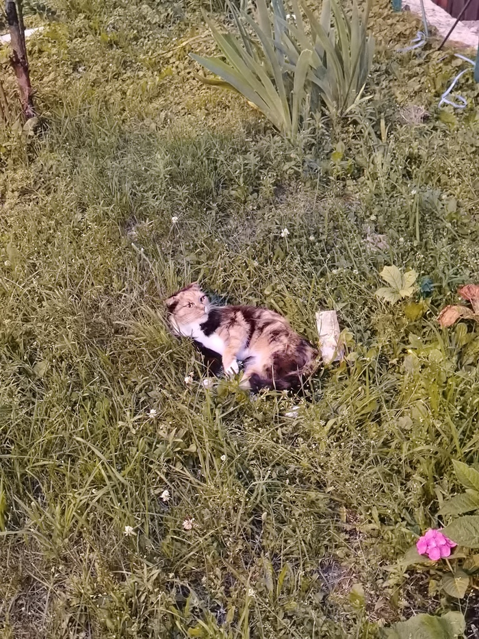  .       ,  , , ,  