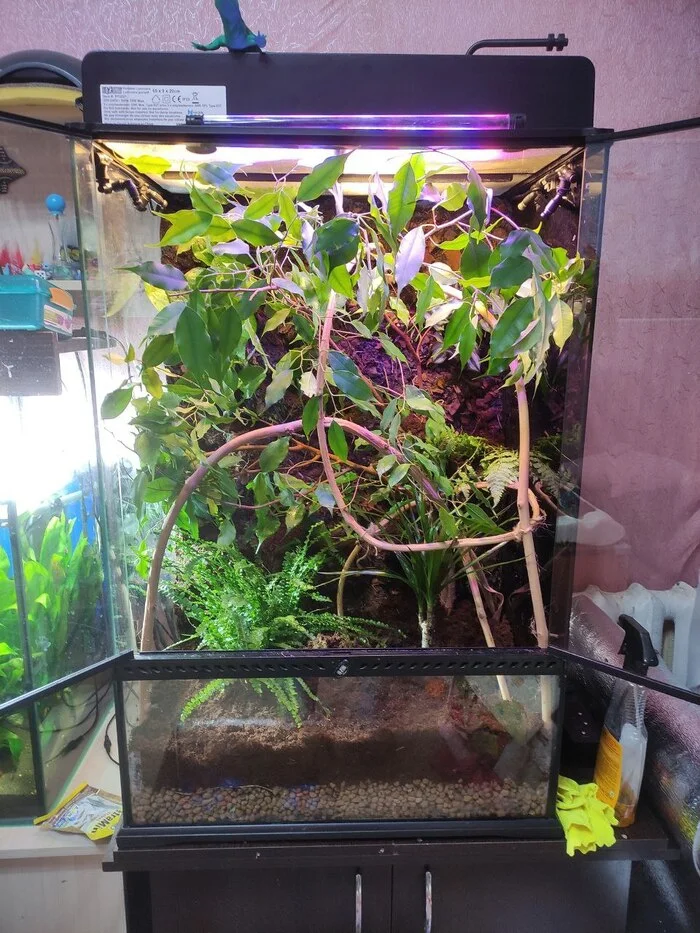 Small steps towards a big goal! - My, Chameleon, Terrariumistics, Terrarium, Spending, Dream, Hobby, Breeding, Longpost