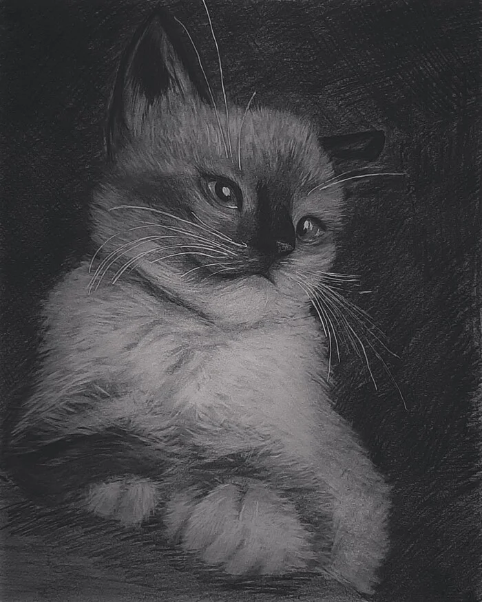 Future impudent face - My, cat, Drawing, Painting, Learning to draw, Beginner artist, Pencil drawing