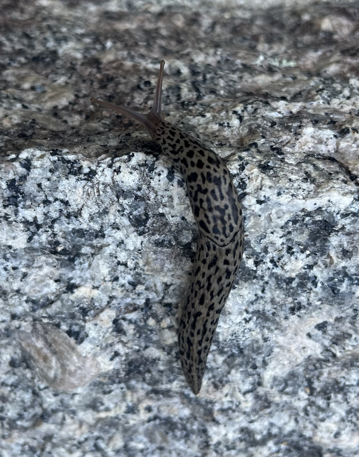 Limax maximus aka   aka   ,  ,  