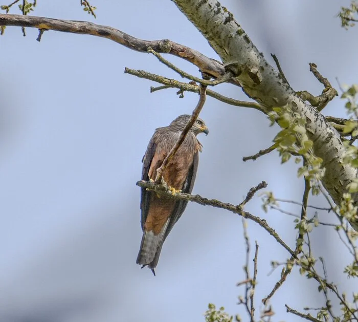 Kite - Birds, The photo, Animals, Краснодарский Край, Nature, Telegram (link), Kite, Predator birds