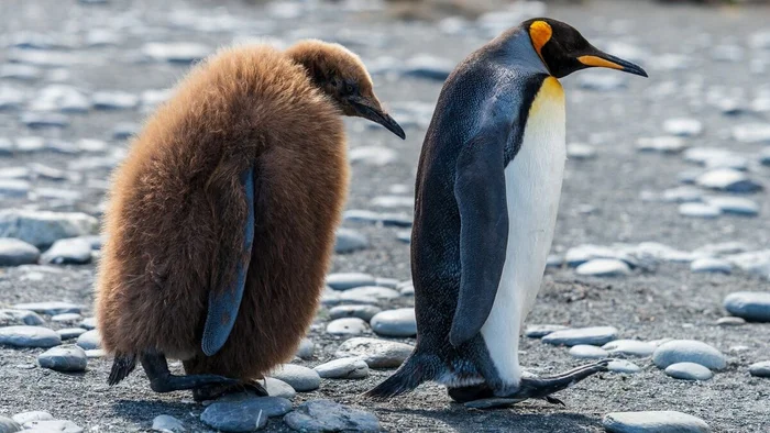 King penguin: When the chicks are larger than their parents. Why did these birds stretch out their childhood for 16 months? - King penguin, Animals, Wild animals, Yandex Zen, Yandex Zen (link), Longpost, Birds, flightless birds, Chick, Informative