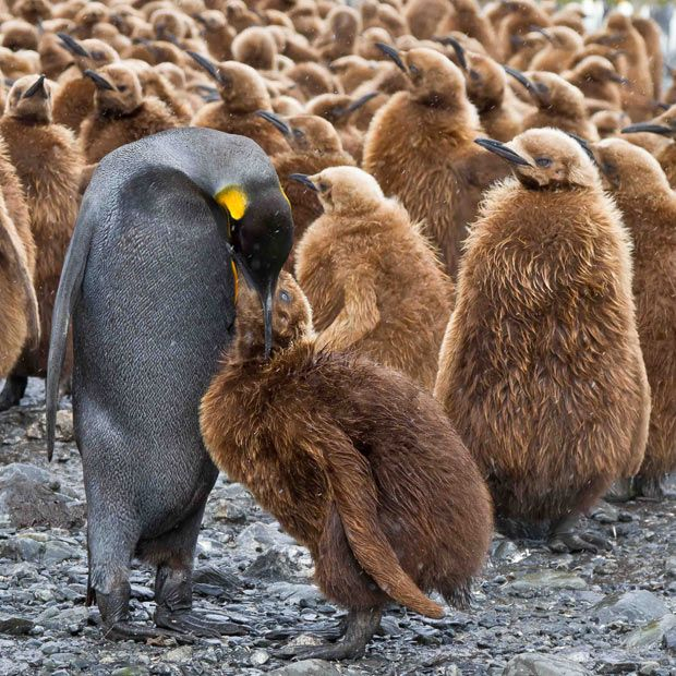 King penguin: When the chicks are larger than their parents. Why did these birds stretch out their childhood for 16 months? - King penguin, Animals, Wild animals, Yandex Zen, Yandex Zen (link), Longpost, Birds, flightless birds, Chick, Informative