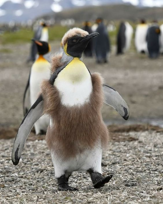 King penguin: When the chicks are larger than their parents. Why did these birds stretch out their childhood for 16 months? - King penguin, Animals, Wild animals, Yandex Zen, Yandex Zen (link), Longpost, Birds, flightless birds, Chick, Informative