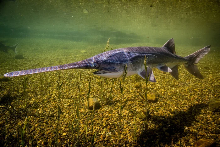 How the paddlefish lives and survives - an unusual freshwater fish with a long “nose” - Paddlefish (fish), Animals, Wild animals, Yandex Zen, Yandex Zen (link), Longpost, Informative