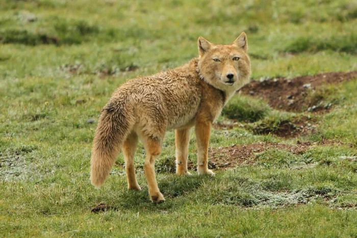 The Tibetan fox is a cunning and resourceful predator with an unusual appearance. - Tibetan fox, Animals, Wild animals, Yandex Zen, Yandex Zen (link), Longpost, Canines, Predatory animals, Informative