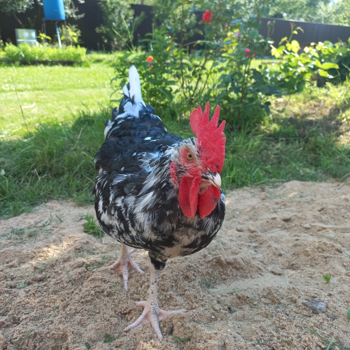 ������� ������, ������� �������!