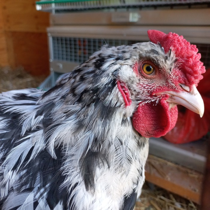 ������� ���