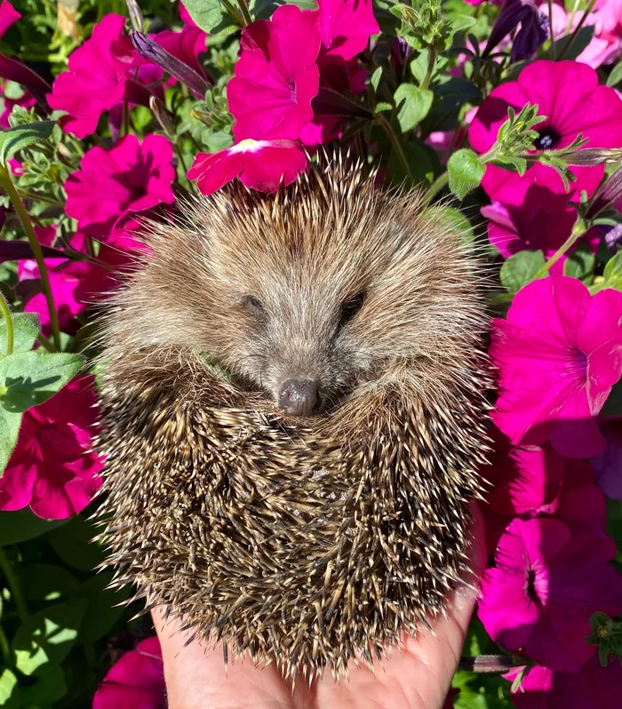 The cat caught a hedgehog the other day. Sharing beauty! - My, Hedgehog, cat, beauty, Animals, Longpost