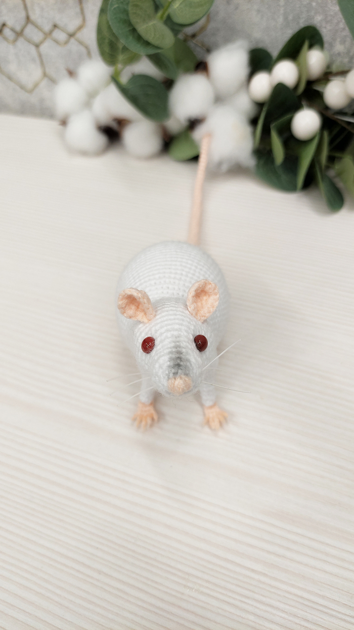 Нос слегка затонирован пастелью - так же особенность данной породы.