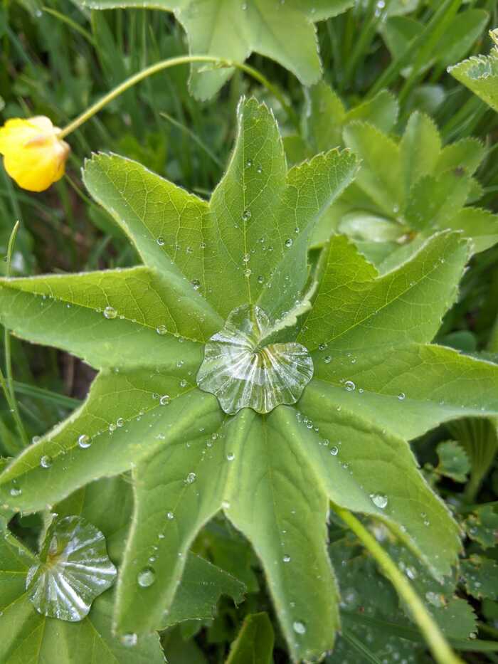 After the rain, in the mountains - My, The mountains, Lago-Naki plateau, Republic of Adygea, Oshten, Path, Summer, After the rain, Water drop, Mobile photography, ZTE