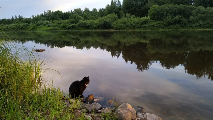 Msta River - My, A life, The photo, River, The nature of Russia, Summer