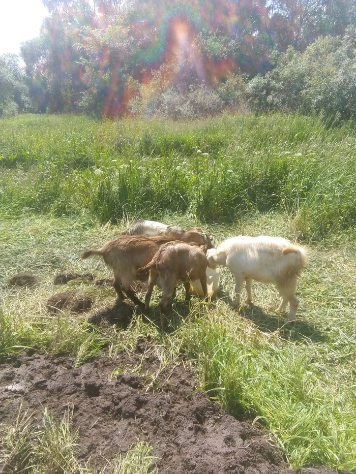 Well cleaning - My, Fight for survival, Life stories, Village, Family, Goat, Water, Well, Сельское хозяйство, Everyday life, Village, Dirt, Silt, Duckweed, Clay, Video, Vertical video, Longpost