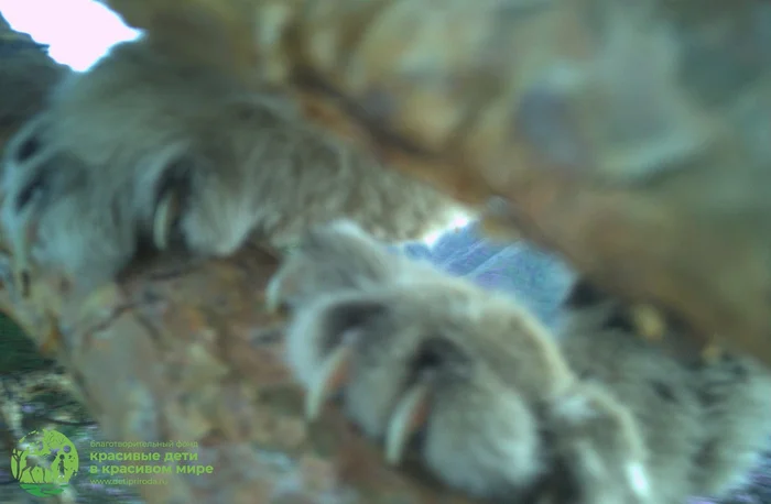 Continuation of the post “While mom was studying the smells, the bear cub marked the tree” - Sayano-Shushensky Reserve, Krasnoyarsk region, Western Sayan, Wild animals, wildlife, Flag Territory, Sayan, Phototrap, beauty, The mountains, Snow Leopard, Young, Animal games, Big cats, Cat family, Predatory animals, Video, Youtube, Reply to post