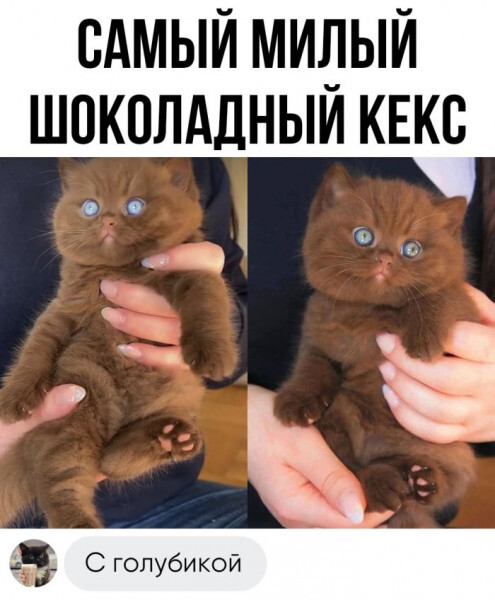 Cute ) - Humor, Picture with text, cat, Blue eyes