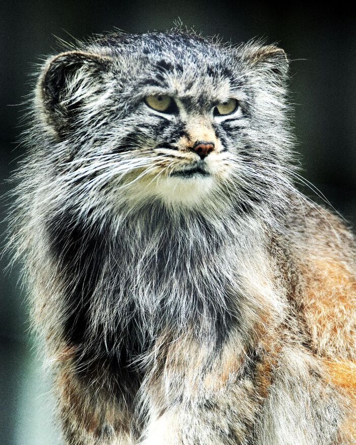 Сосредоточенный