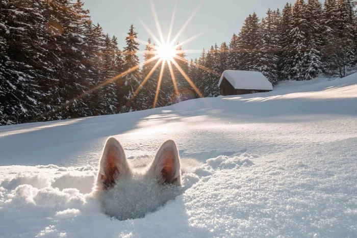 Wow!!! - Dog, Winter, Snow, Ears, Milota, Sun rays, The photo