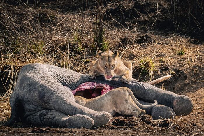 The child will eat and then take pictures - Lion cubs, Lioness, a lion, Big cats, Cat family, Predatory animals, Wild animals, wildlife, Reserves and sanctuaries, Africa, The photo, Elephants, Carcass, Mining