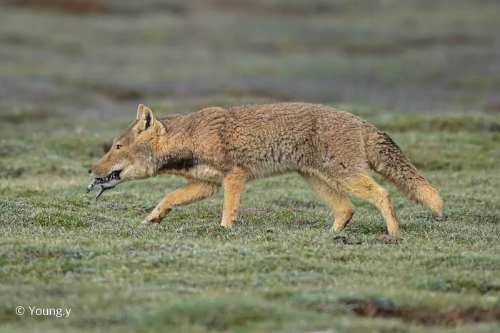 Tibetan fox - Tibetan fox, Fox, Canines, Predatory animals, Wild animals, wildlife, China, The photo