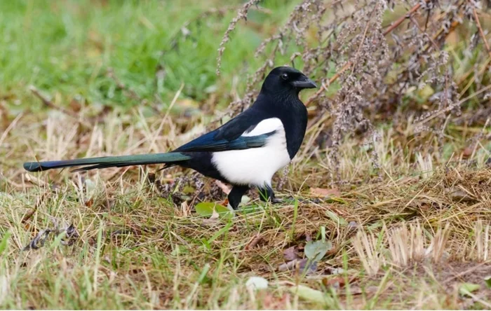 White-sided thieving birds: truth and myths about magpies - Birds, Nature, Habits, Nest, Chick, Biology, Intelligence, Around the world, Longpost, Humor, Exchange of views, Magpie, The photo