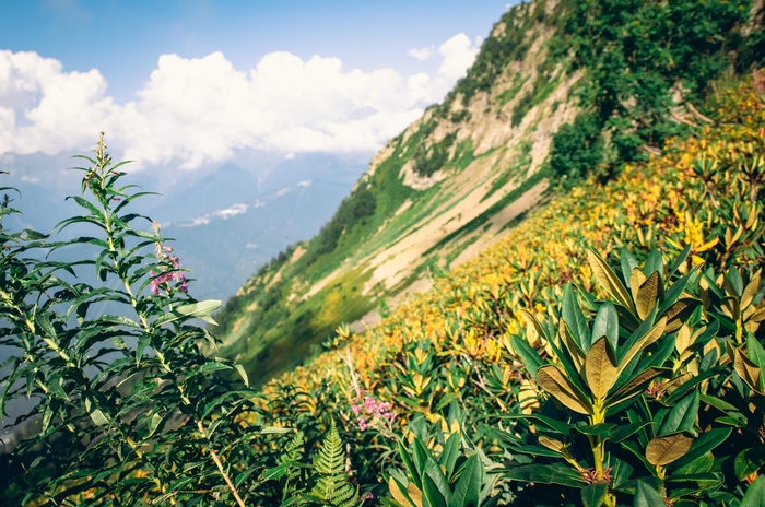 Поля рододендронов в горах