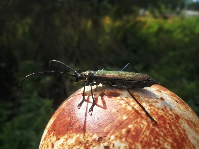 Pit stop - My, Macro photography, Жуки, Zhuk-Usach, Relaxation