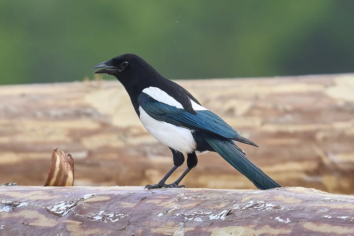 Soroka (Republic of Mari El) - My, Canon, Photo hunting, Ornithology, Ornithology League, Birds, Magpie, Mari El, Longpost, The photo